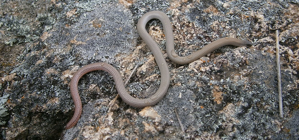 Image of Pink Worm Tail Lizard